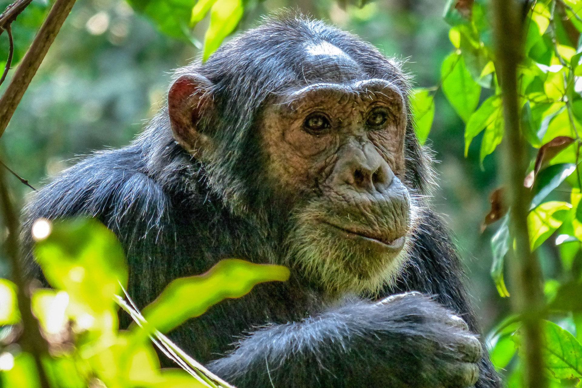 Schimpansen im Kibale Nationalpark