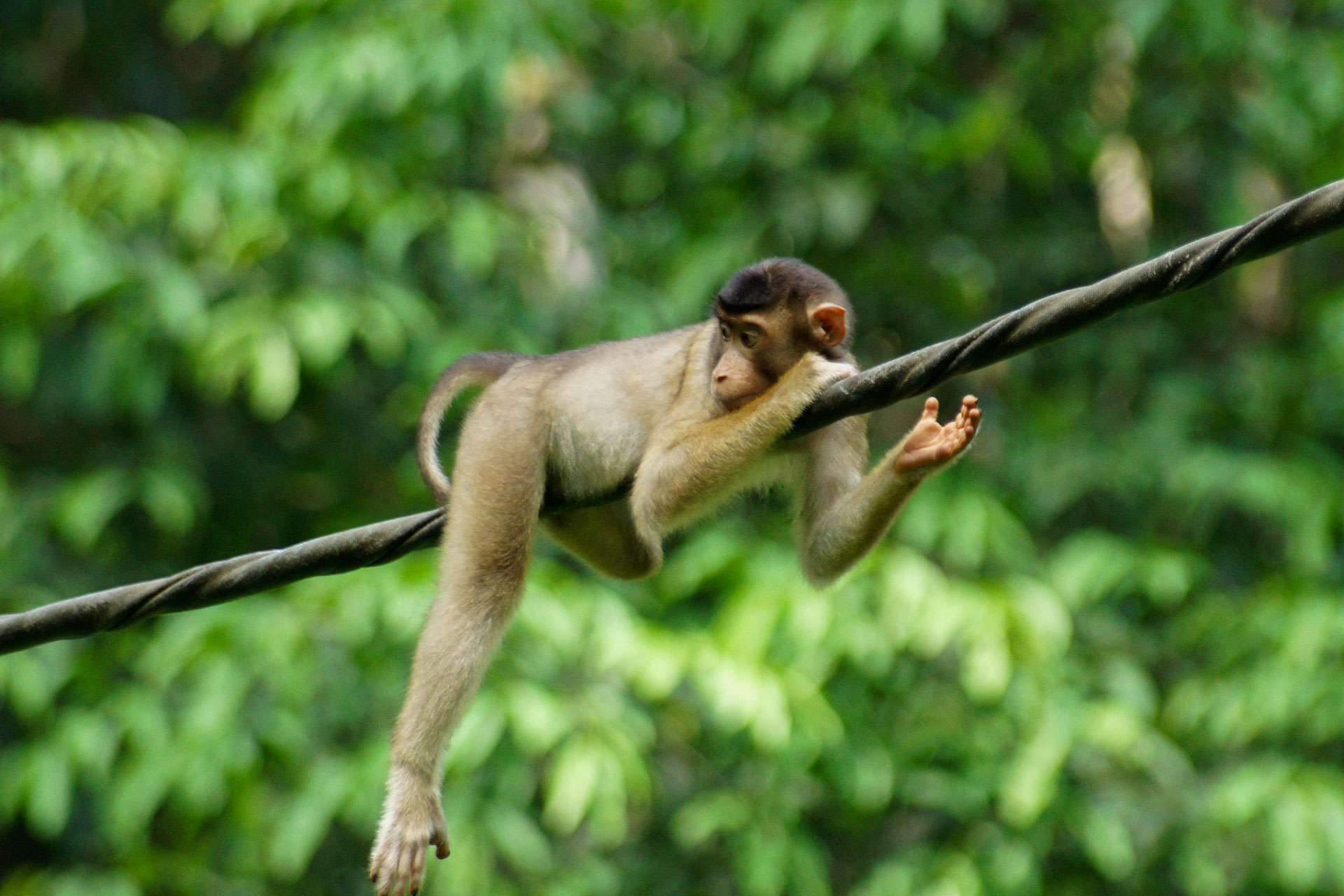 Dschungel Leben in Borneo Dschungel Leben in Borneo