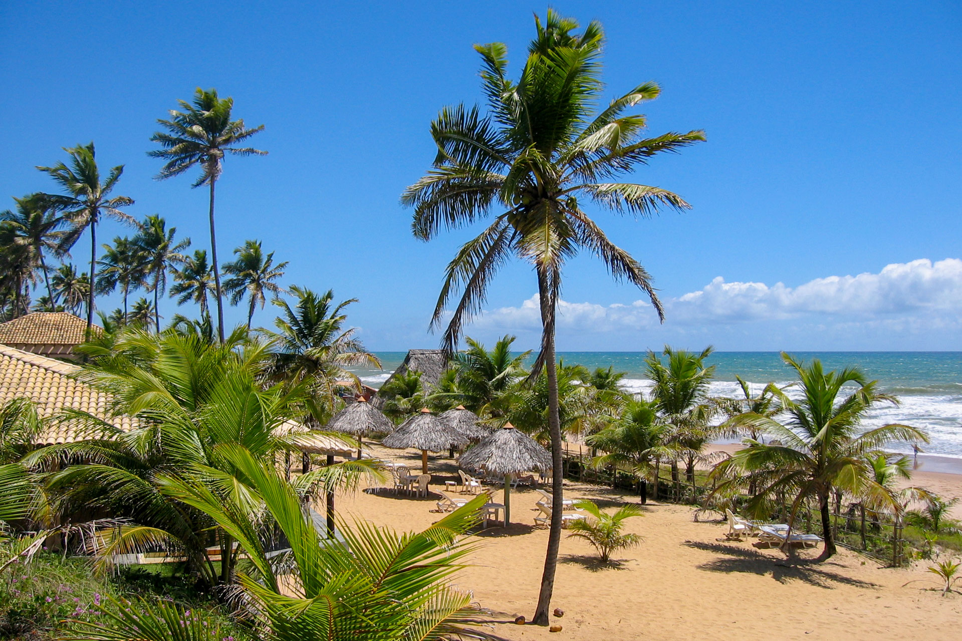Brasilien- Palmen am Strand