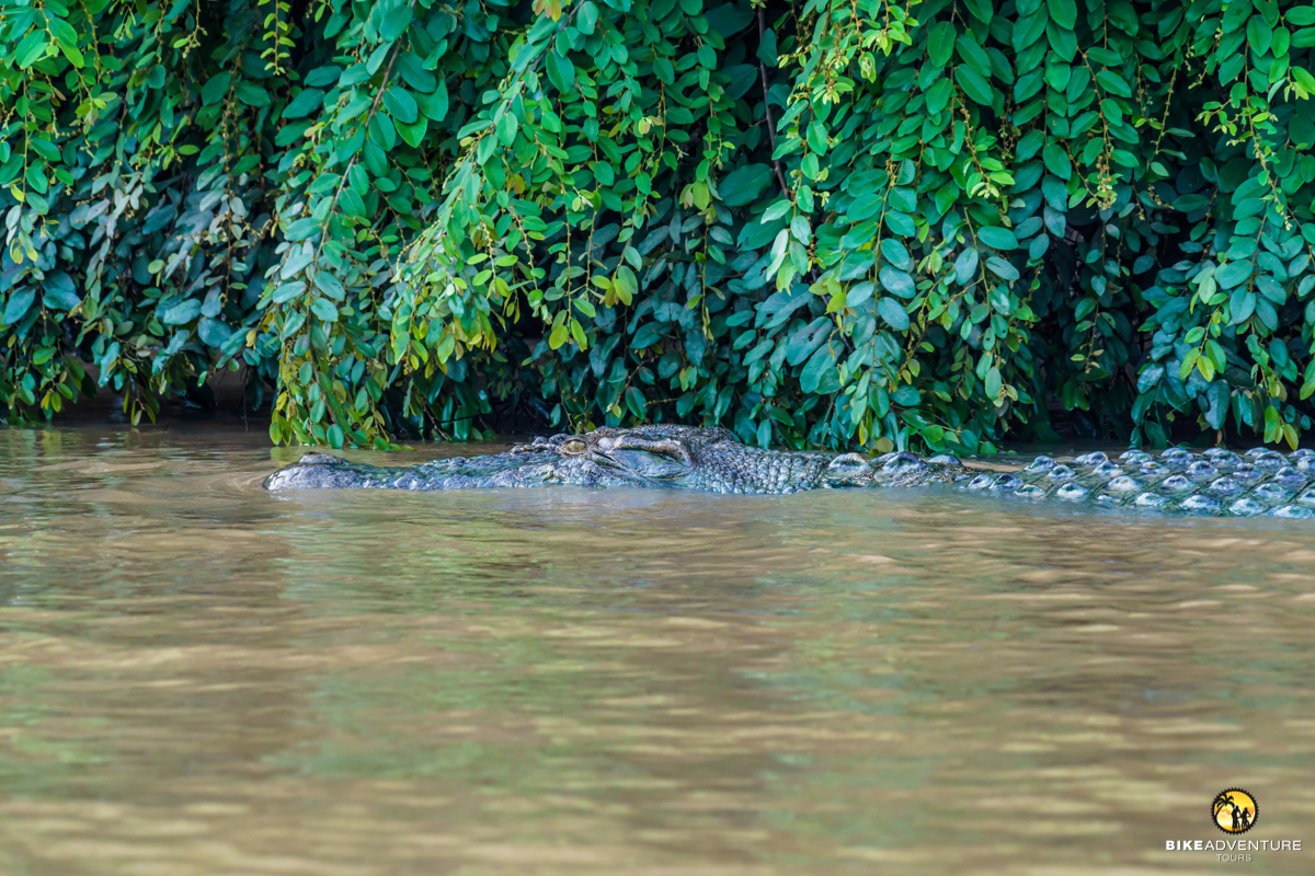 Krokodil im Kinabatangan