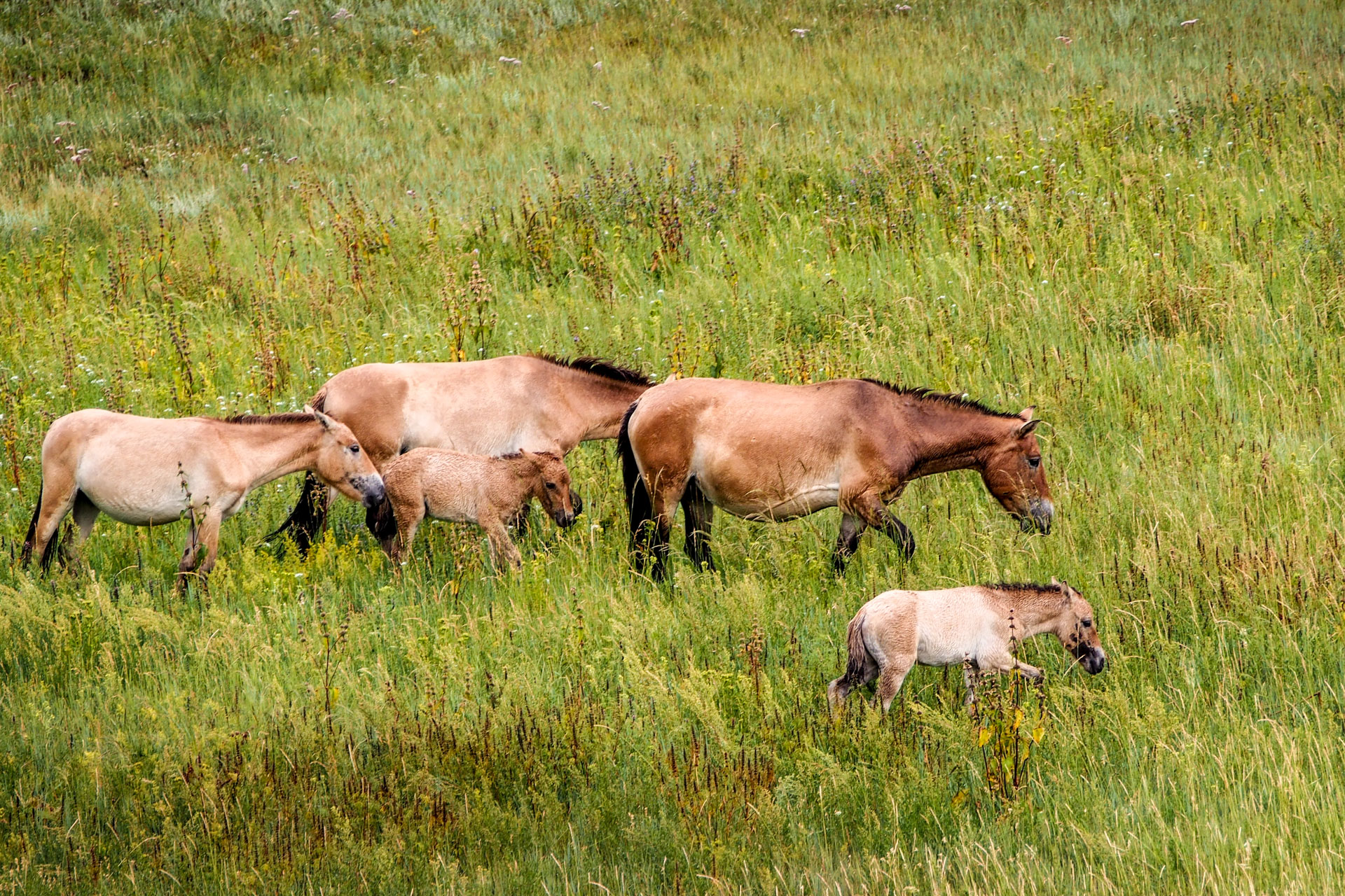 Seltene Przewalski Pferde am Weiden