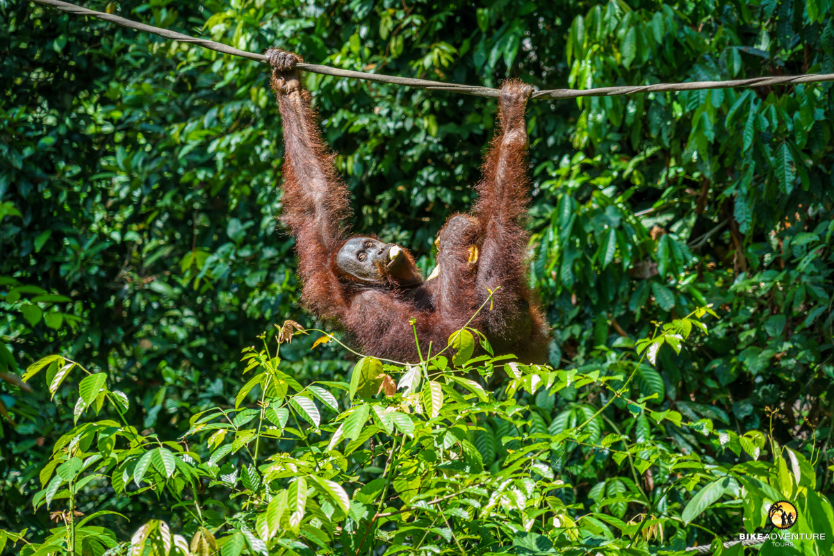 Orang Utan im Sepilok-Rehabilitations-Zentrum