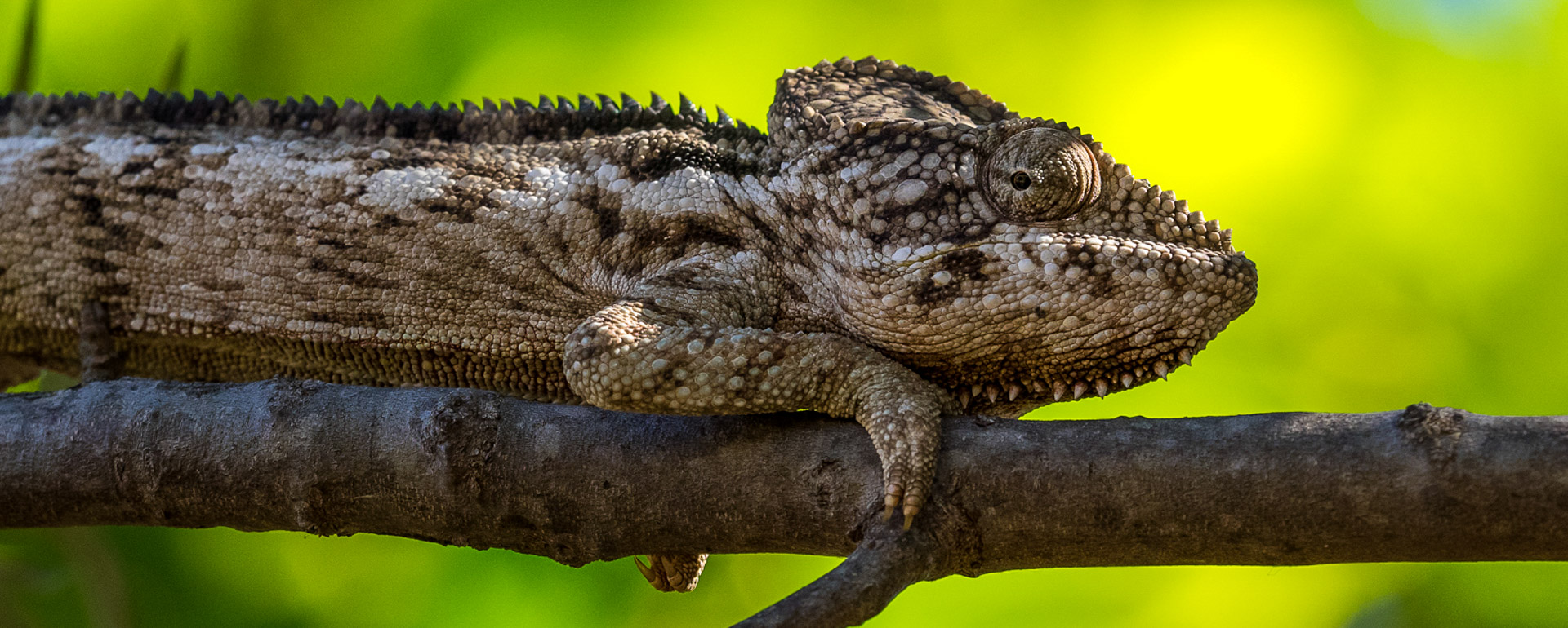 Chameläon in Madagaskar