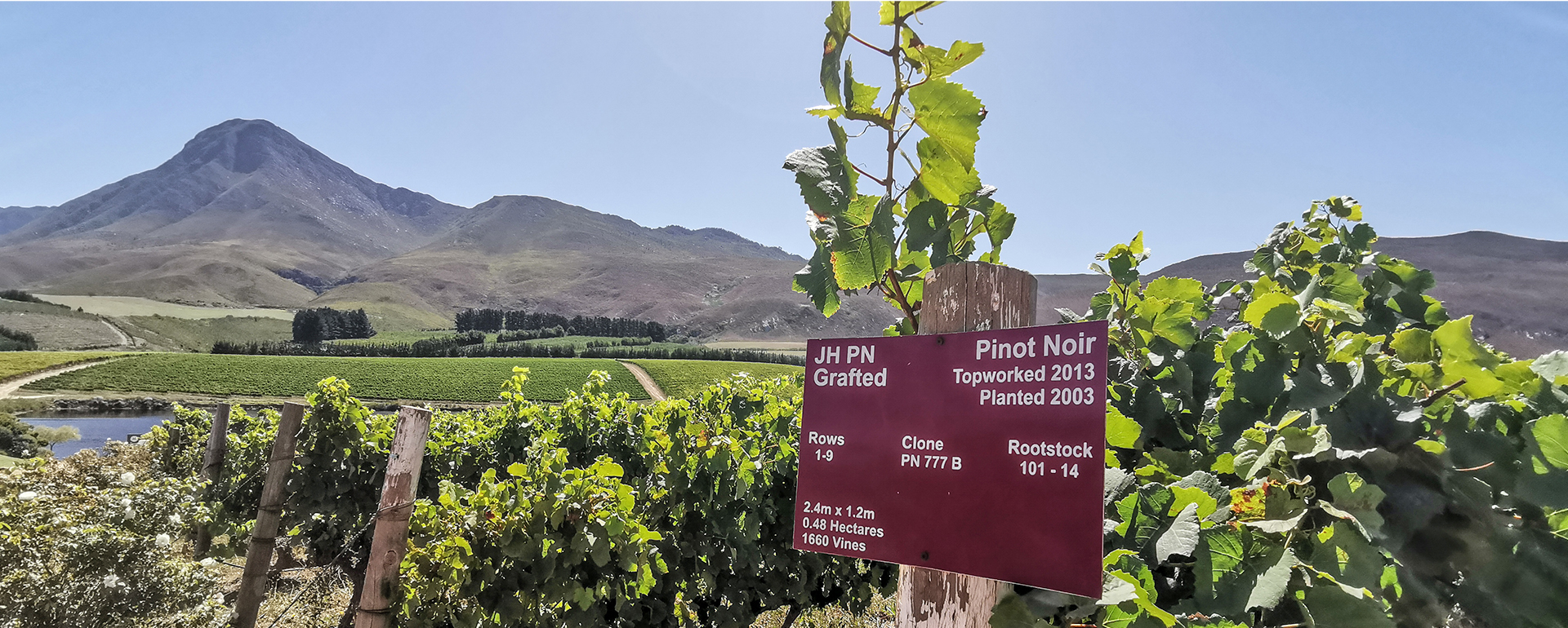 Trail Reise Südafrika Wine