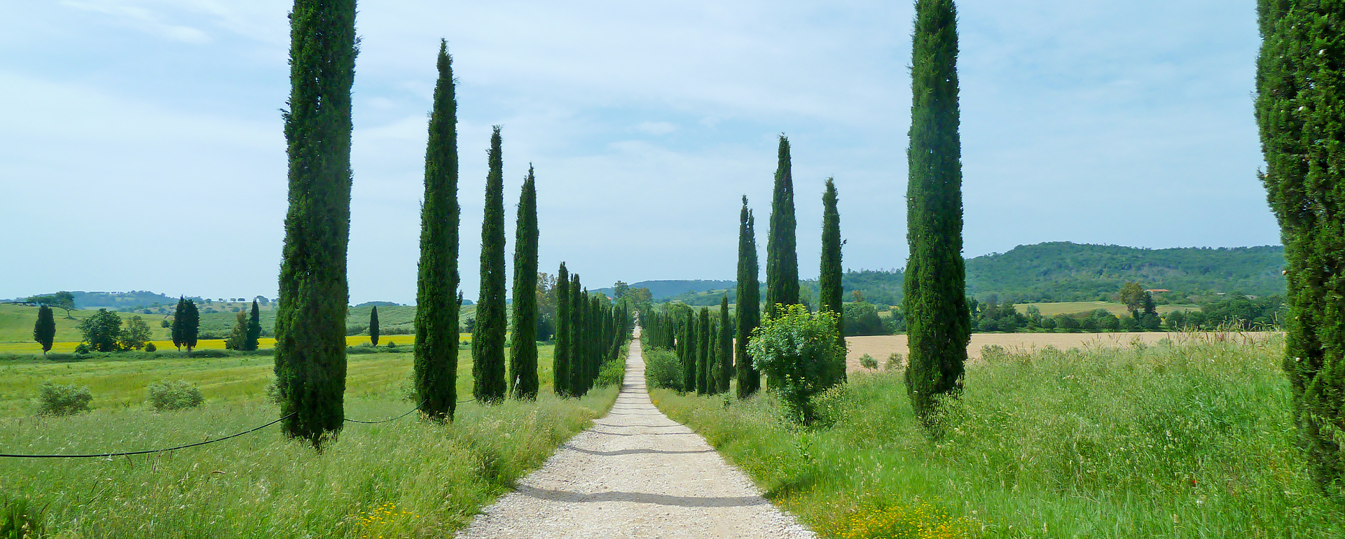 Zypressen am Wegrand