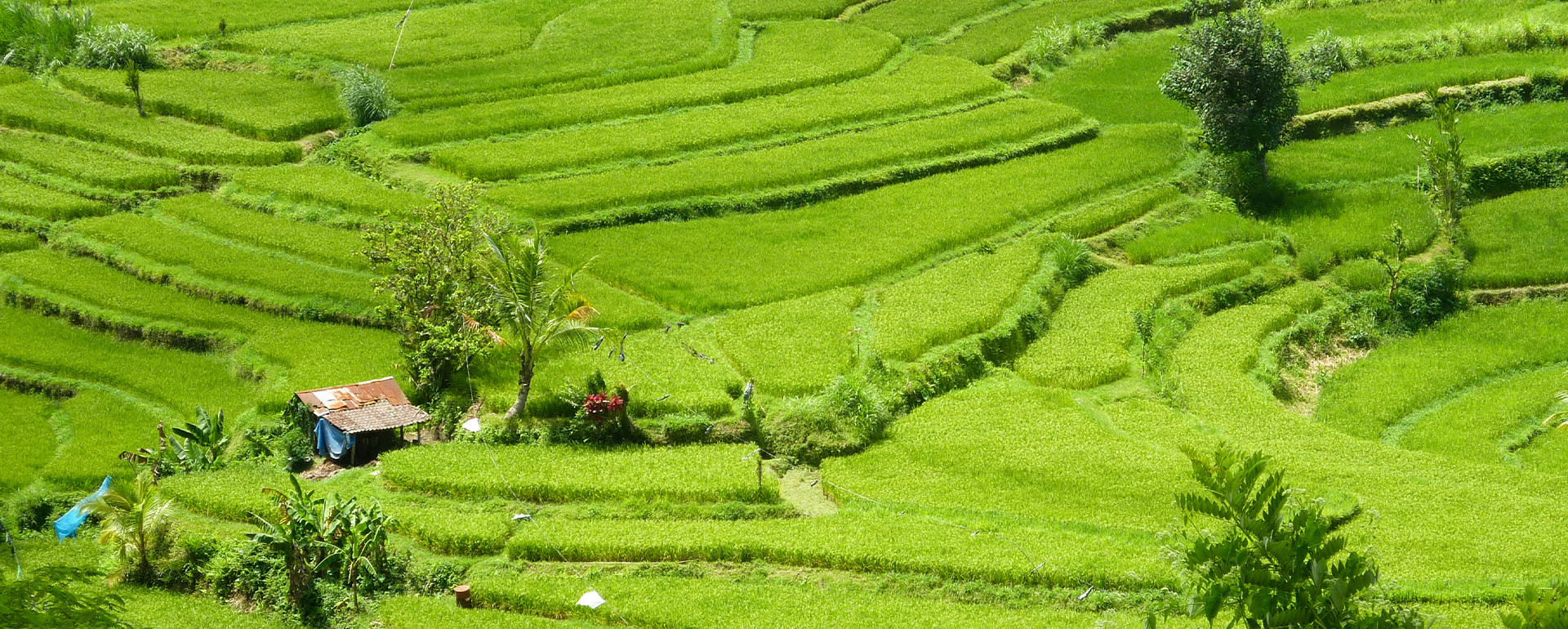 Radreise Bali Reisfelder