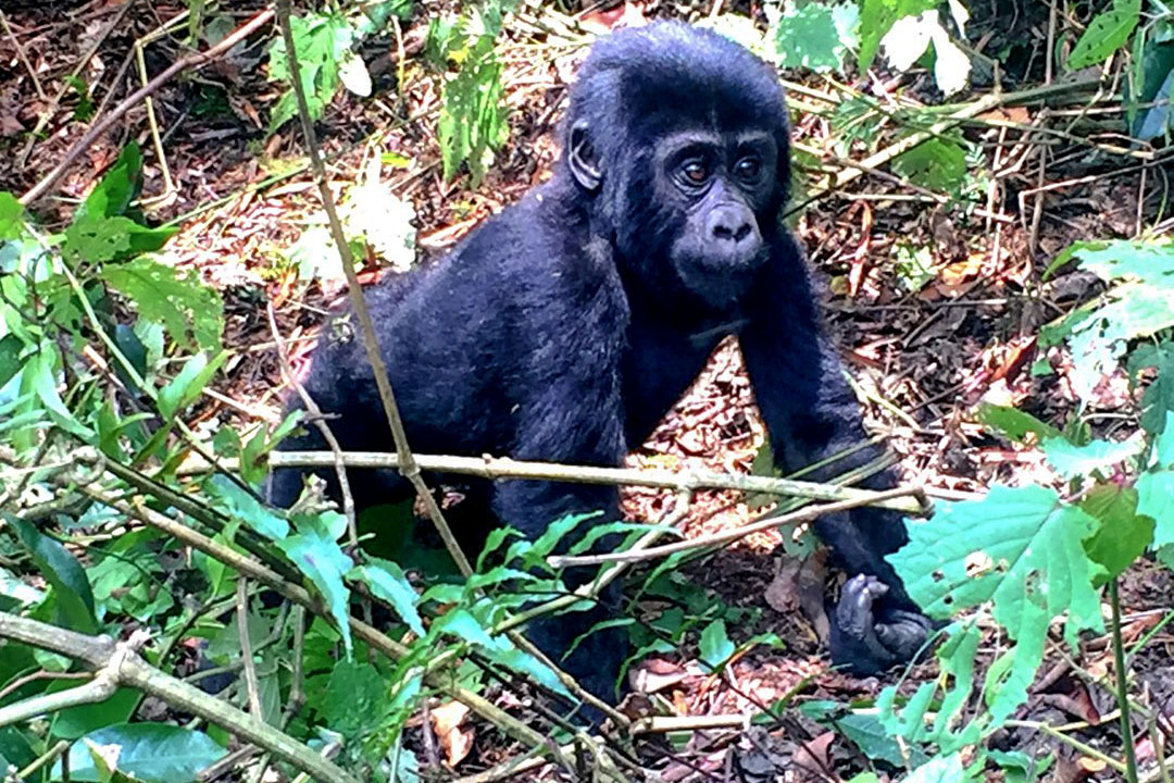 Babygorilla im Bwindi Nationalpark Babygorilla im Bwindi Nationalpark