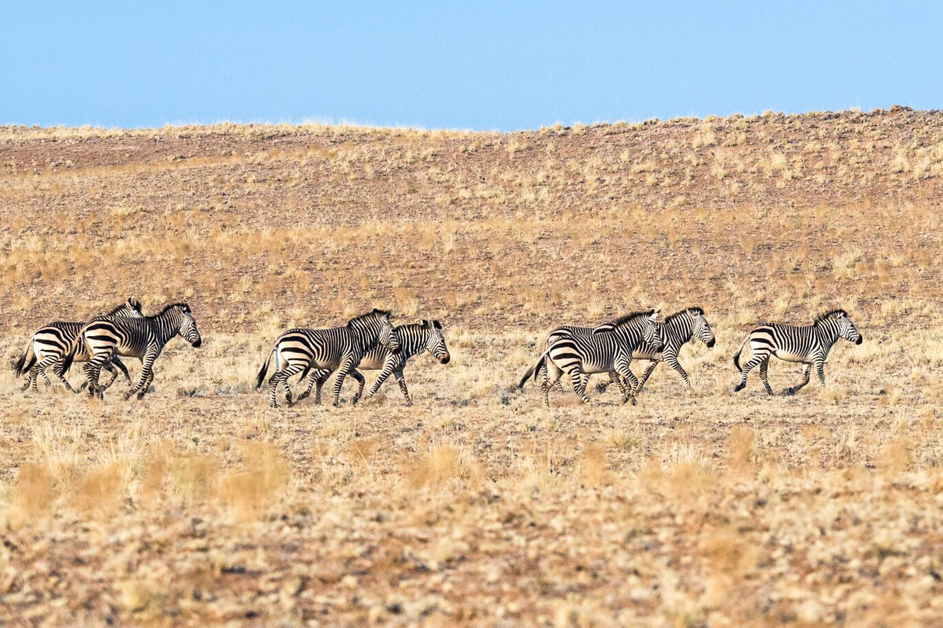 Zebras in freier Wildbahn