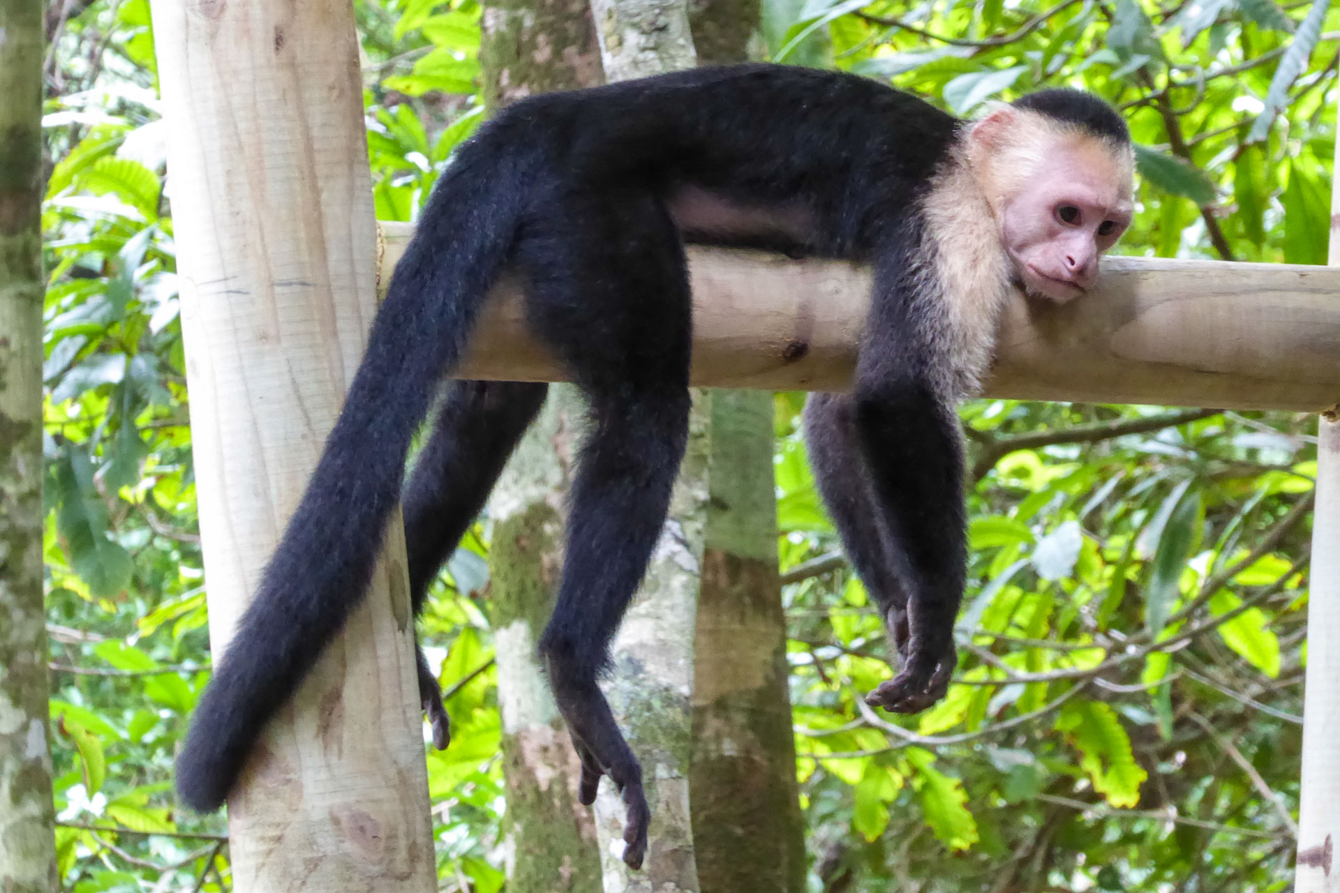 Affe im Nationalpark Manuel Antonio