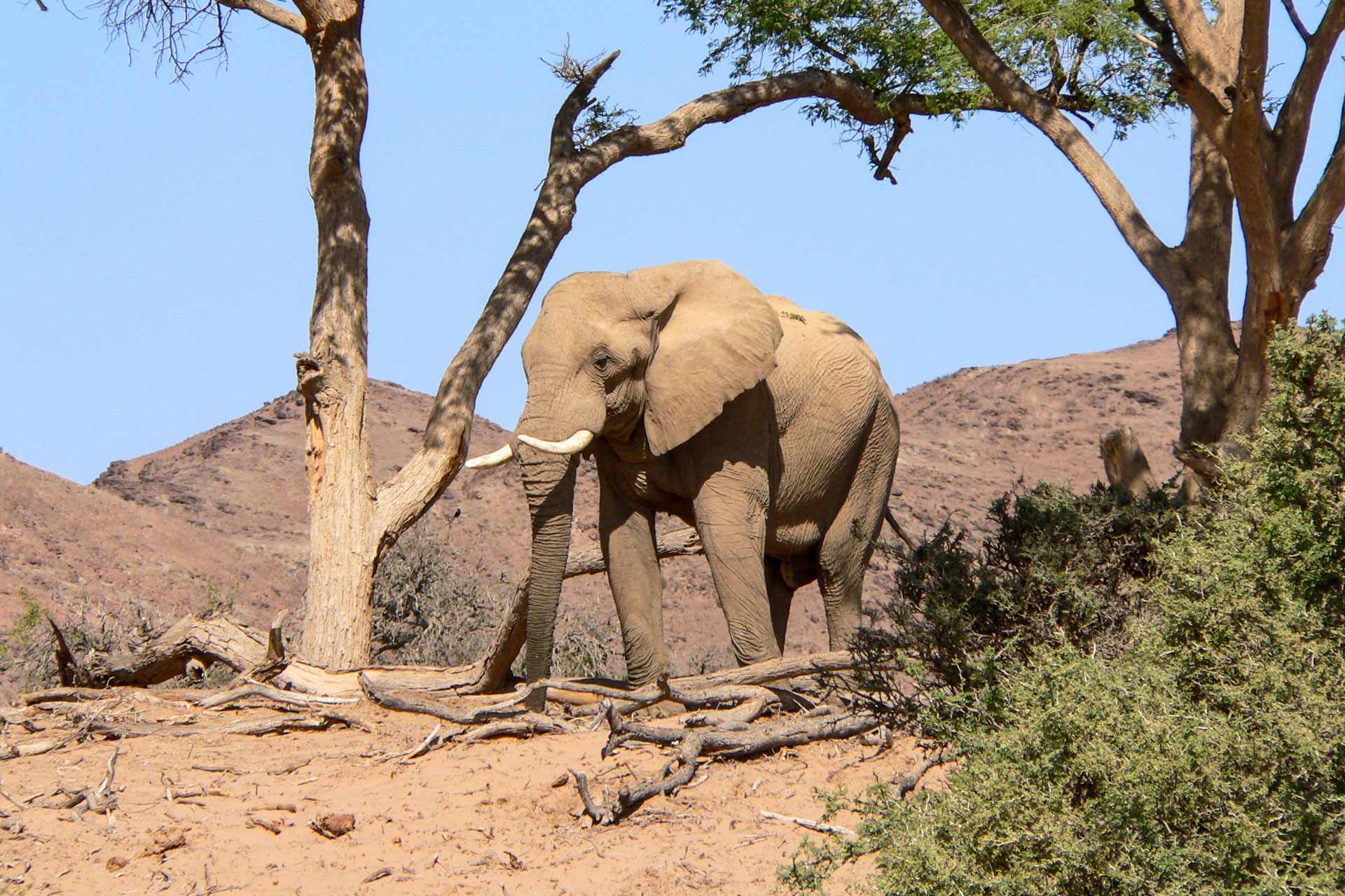 Elefant in freier Wildbahn
