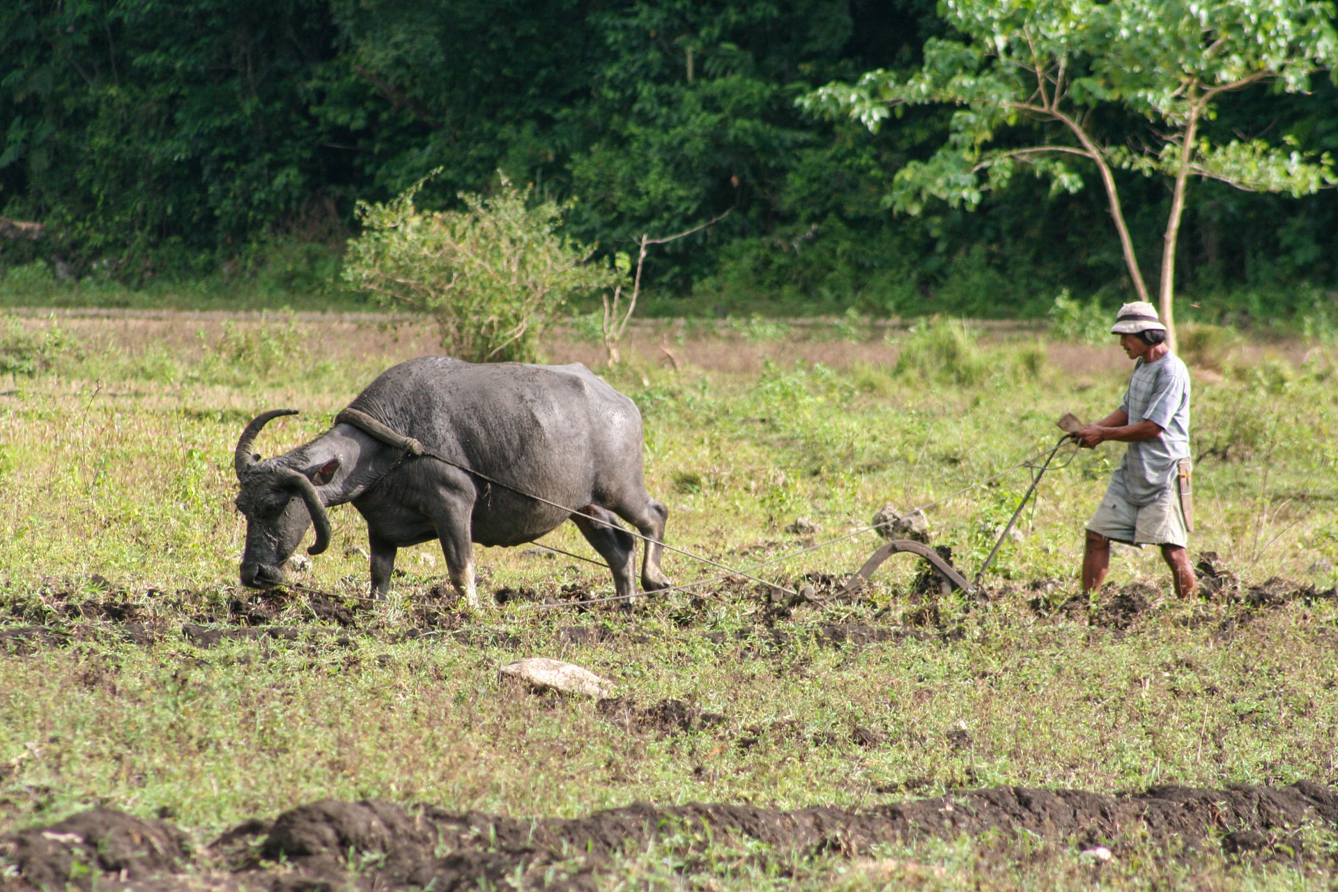 Philippinische Landwirtschaft