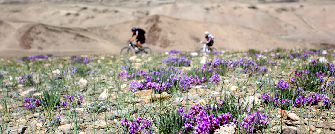 Ladakh Nomadic Trails