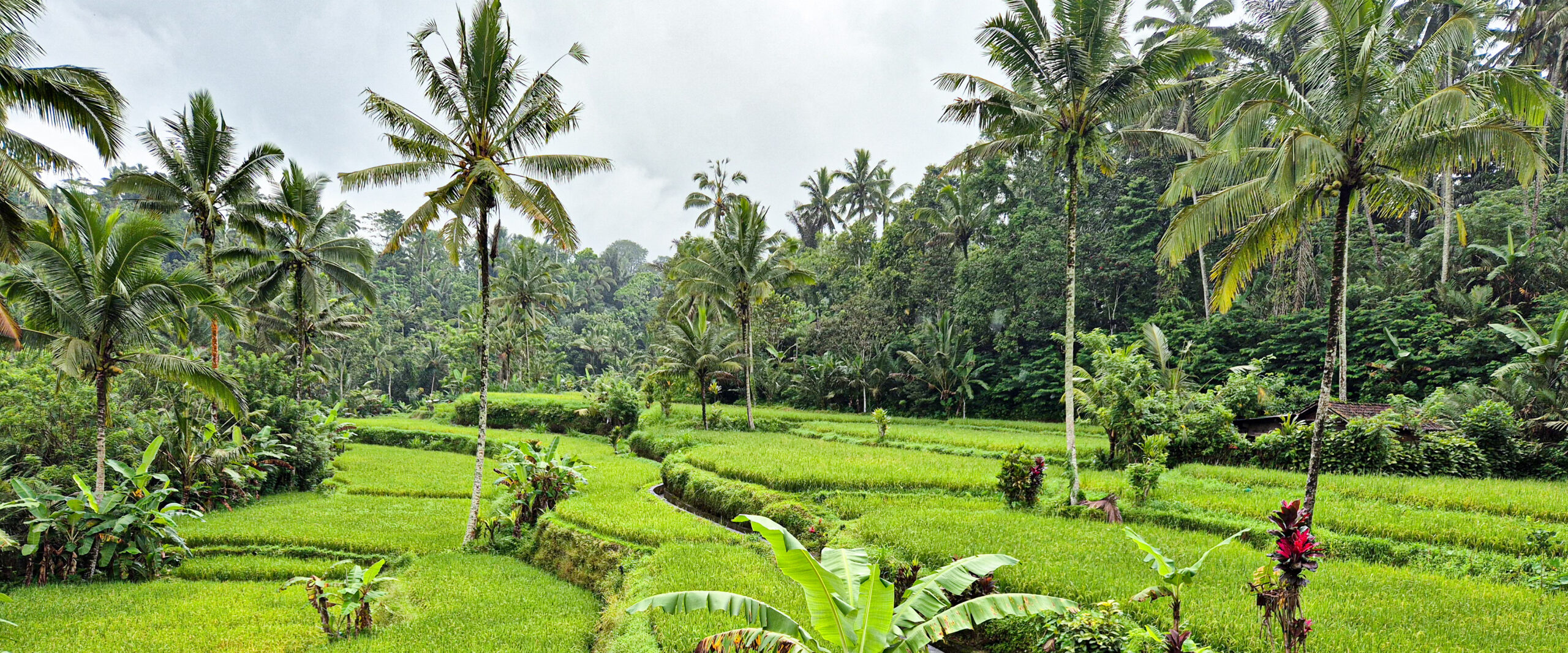 Radreise Bali Reisfeld Radreise Bali Reisfeld
