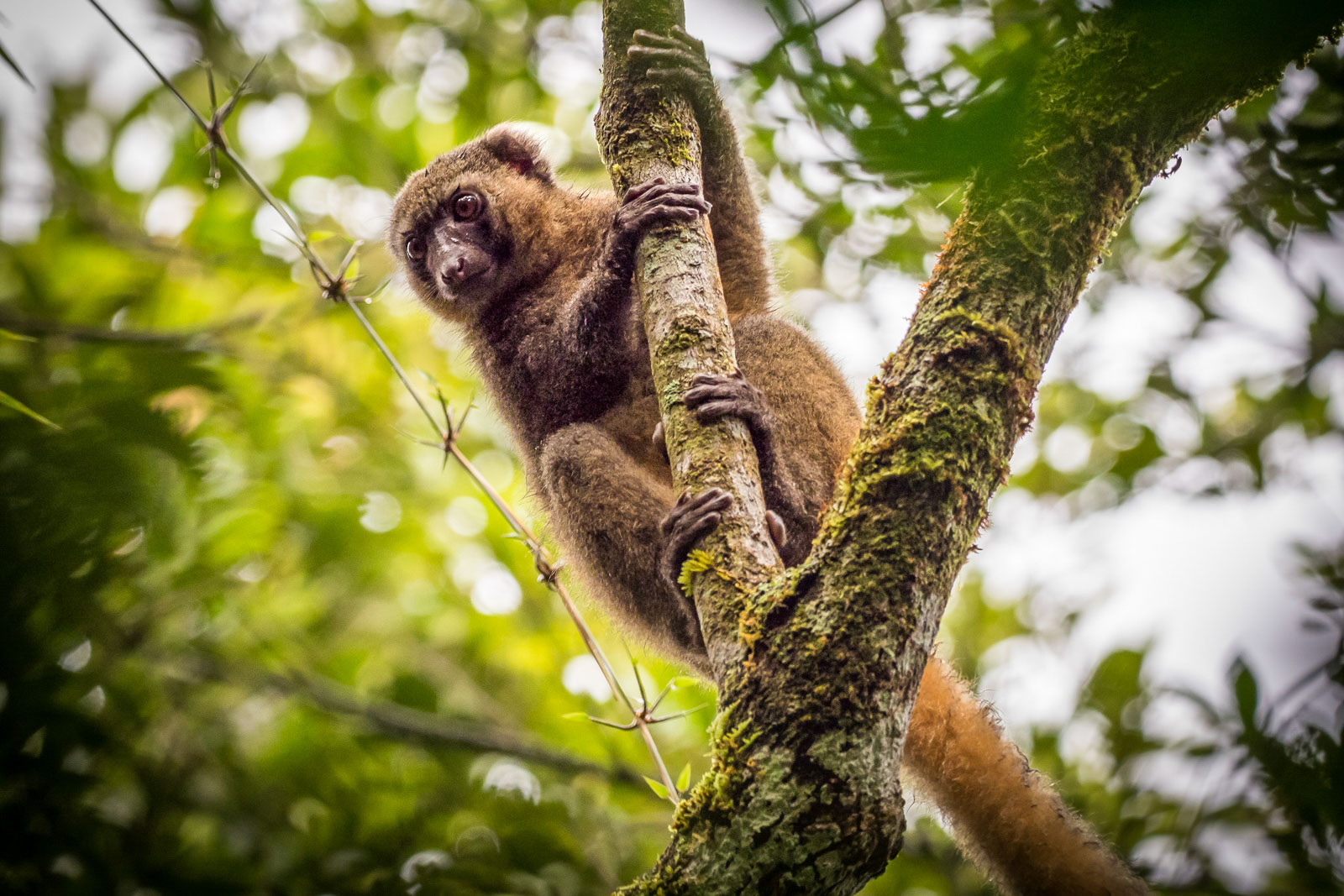 Lemuren im Ranomafana Nationalpark