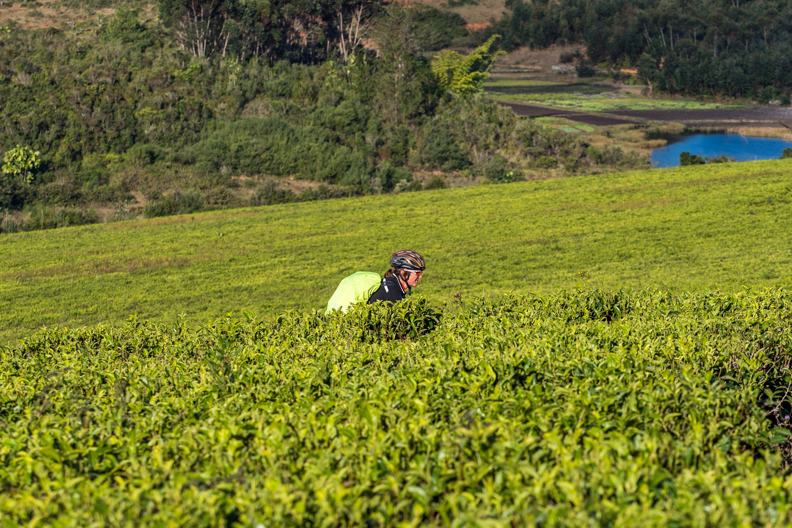 Teefelder rund um Ambalavao