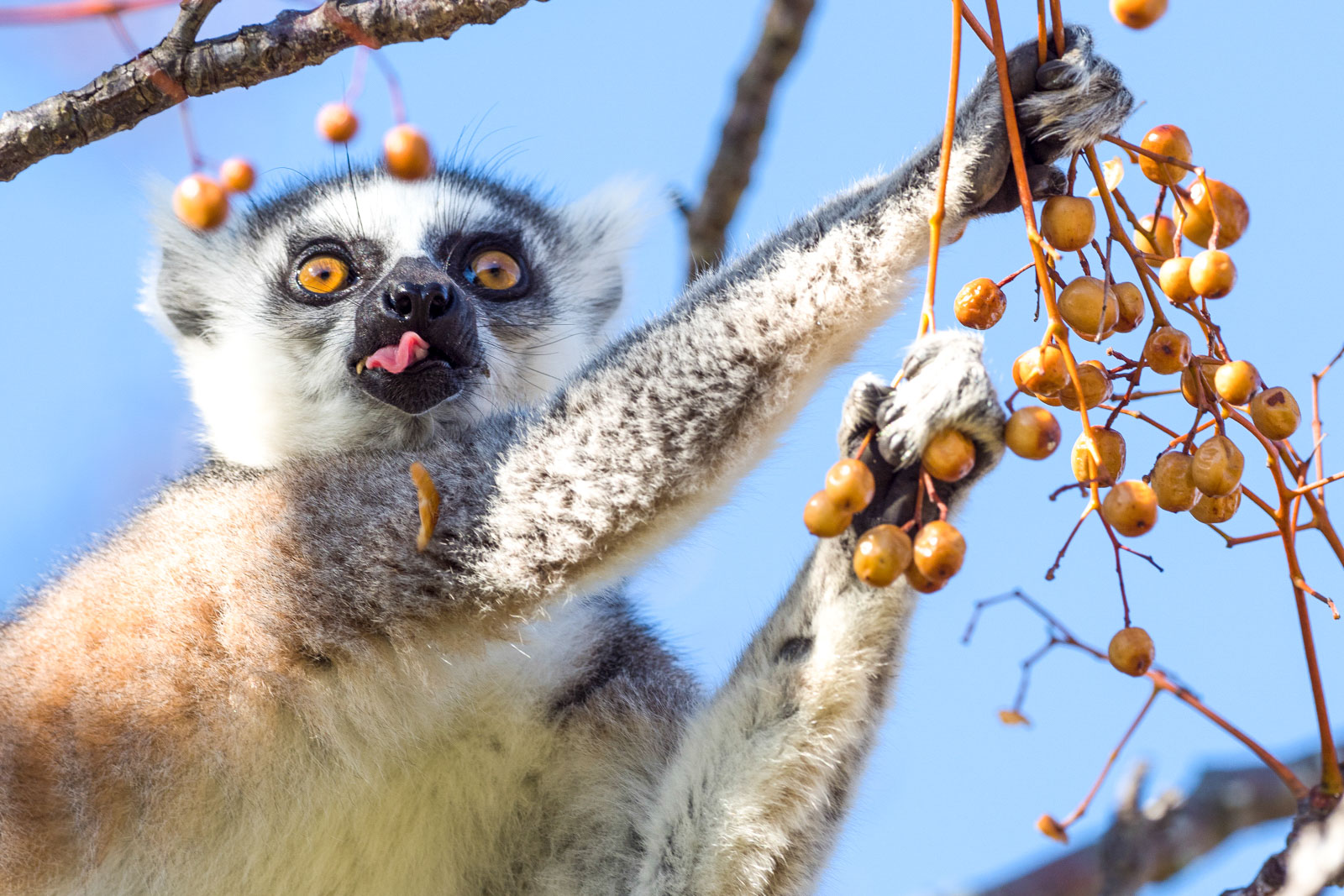 Kata-Lemuren im Anja Reservat