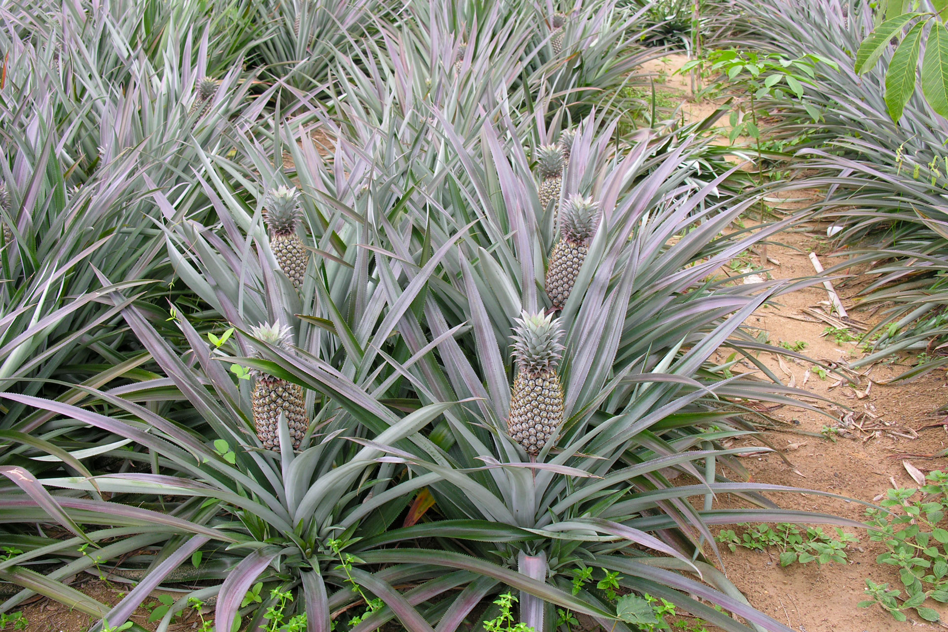 Ananasplantage- zuckersüsse Ananas Ananasplantage- zuckersüsse Ananas