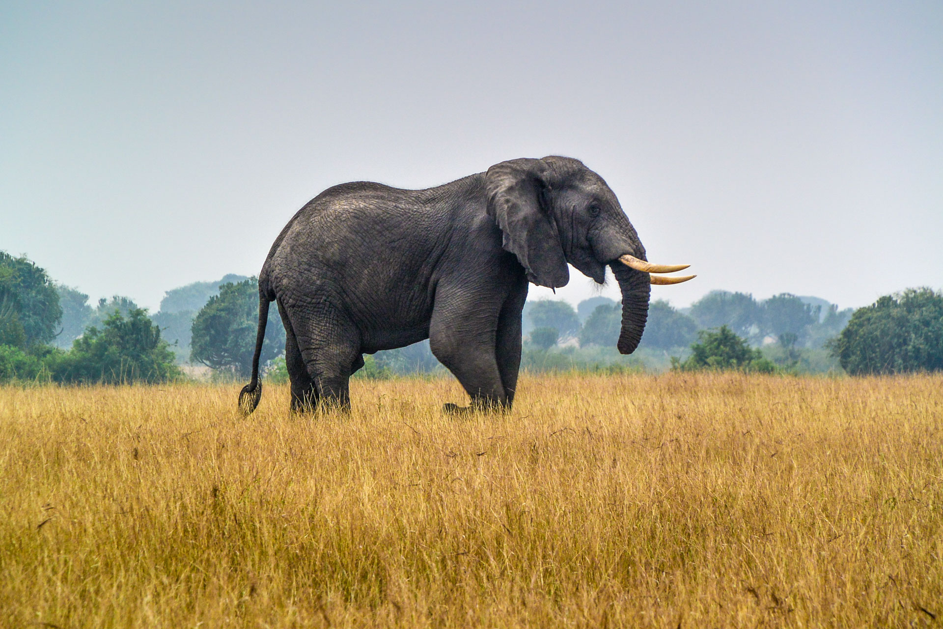 Elefant im Queen Elizabeth Nationalpark in Uganda