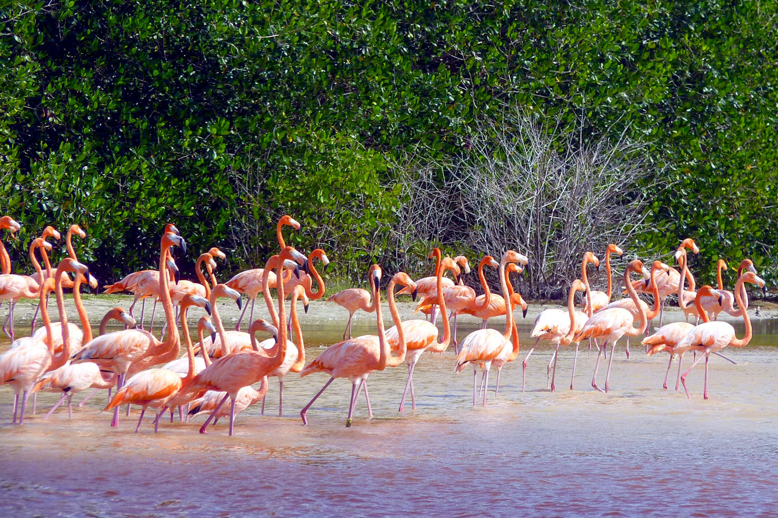 Flamingos in den Mangroven von Yucatan