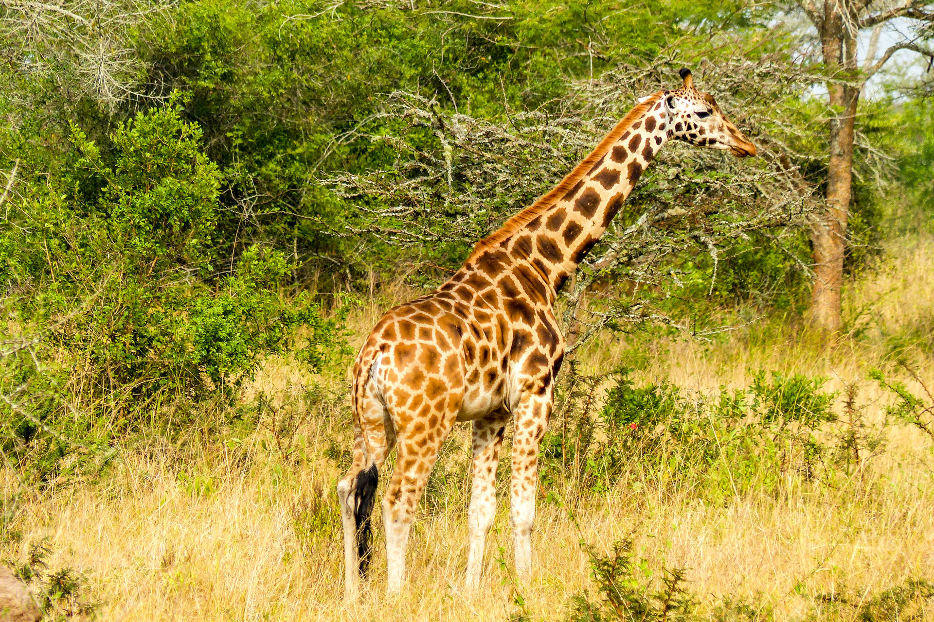 Giraffe im Lake Mburo Nationalpark