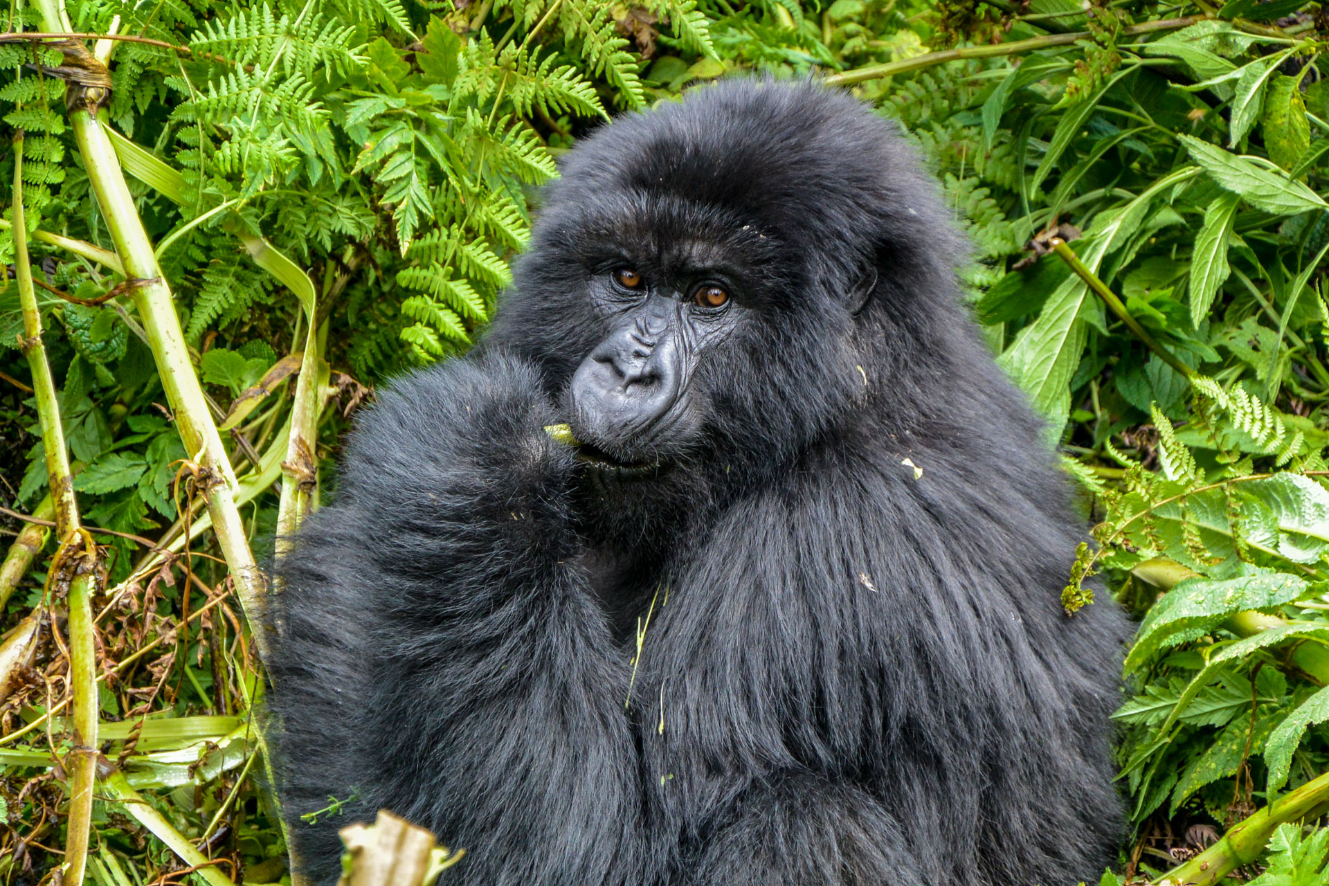 Gorilla-Tracking im Bwindi Nationalpark