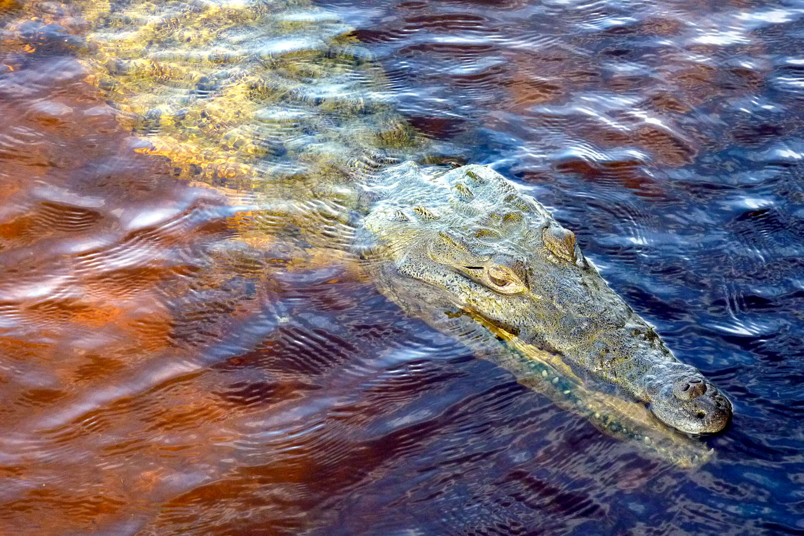 Krokodil auf der Radtour durch Yucatan