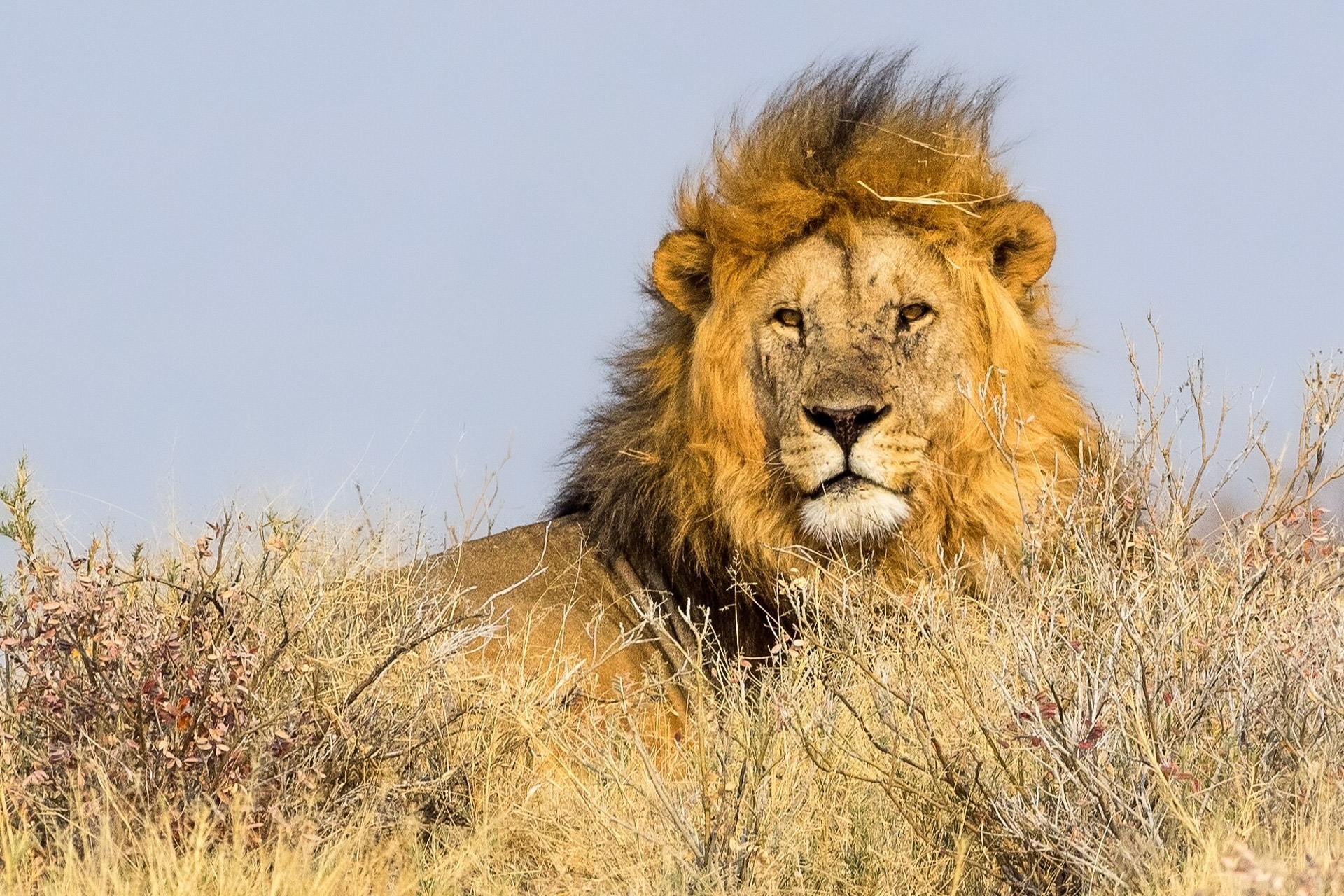 Löwe hautnah im Etosha Nationalpark
