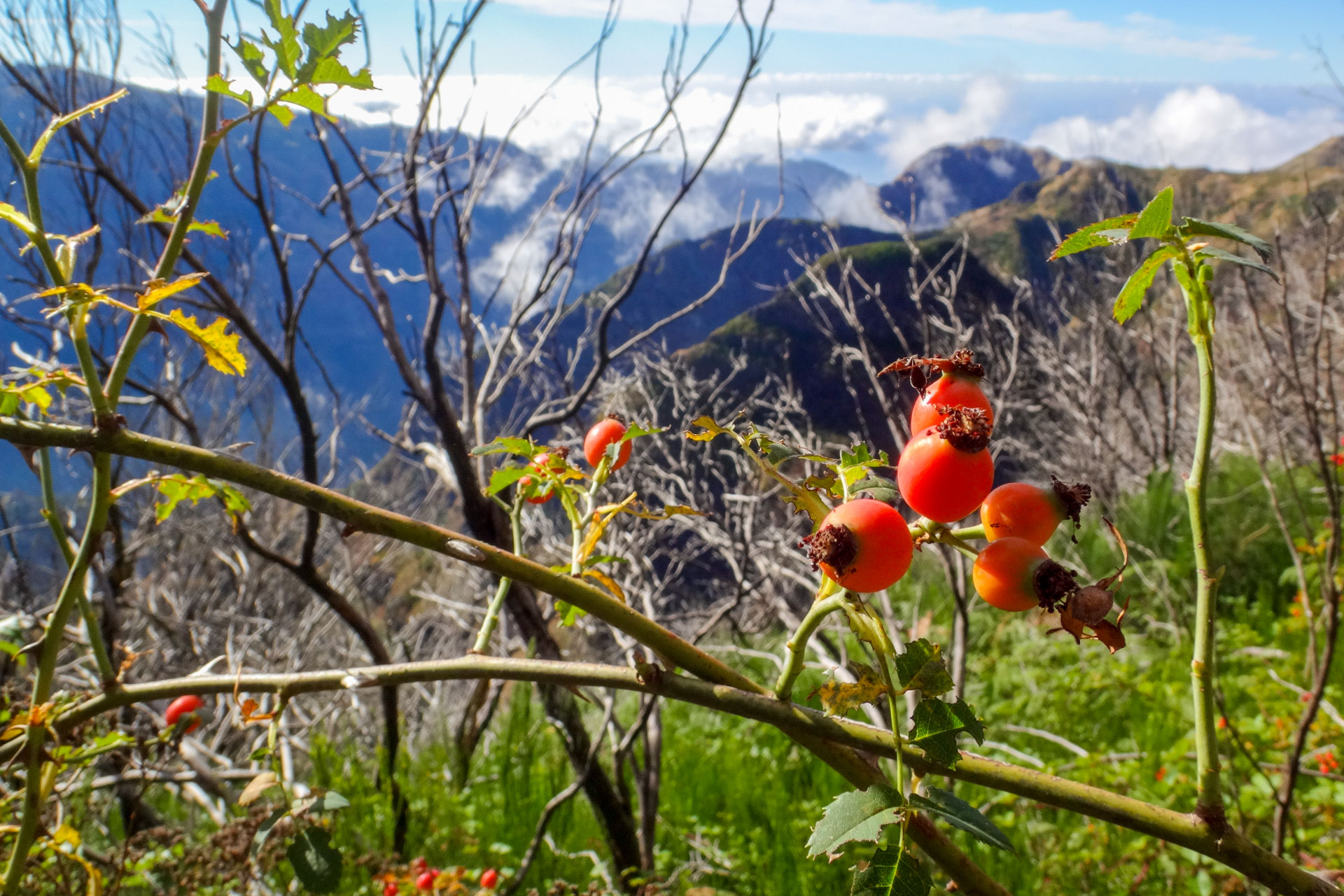 Madeira = Berge, Natur und spektakuläre Landschaften