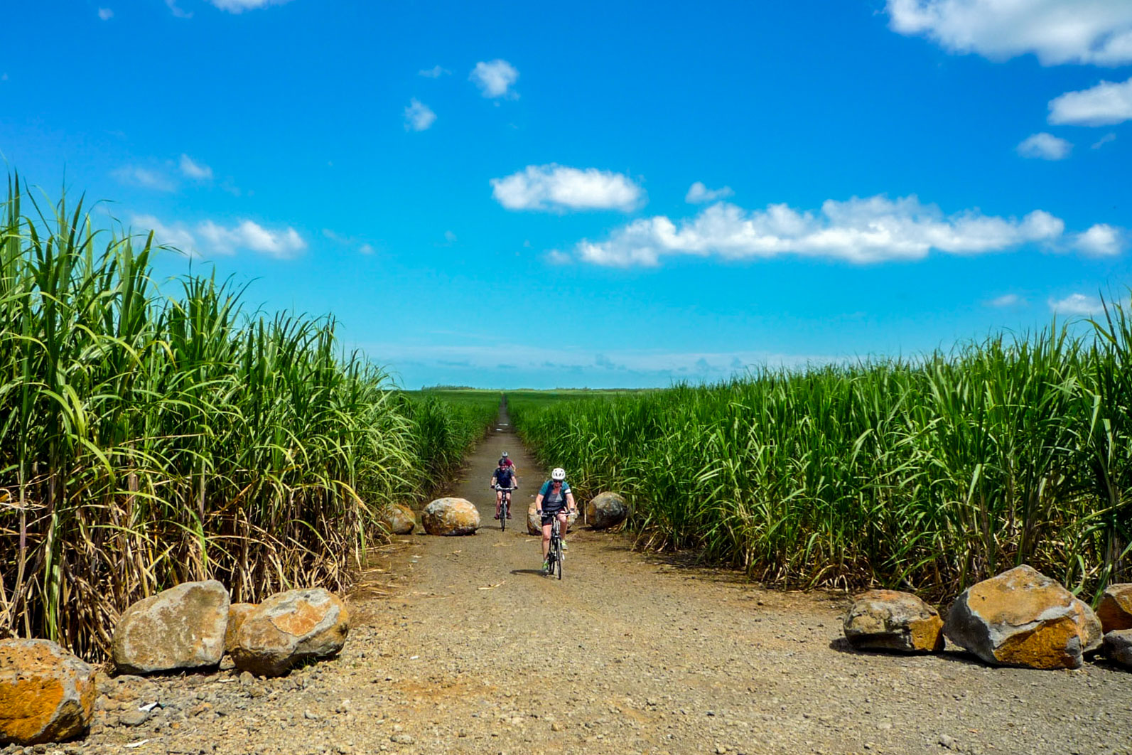 Zuckerrohrfelder auf Mauritius