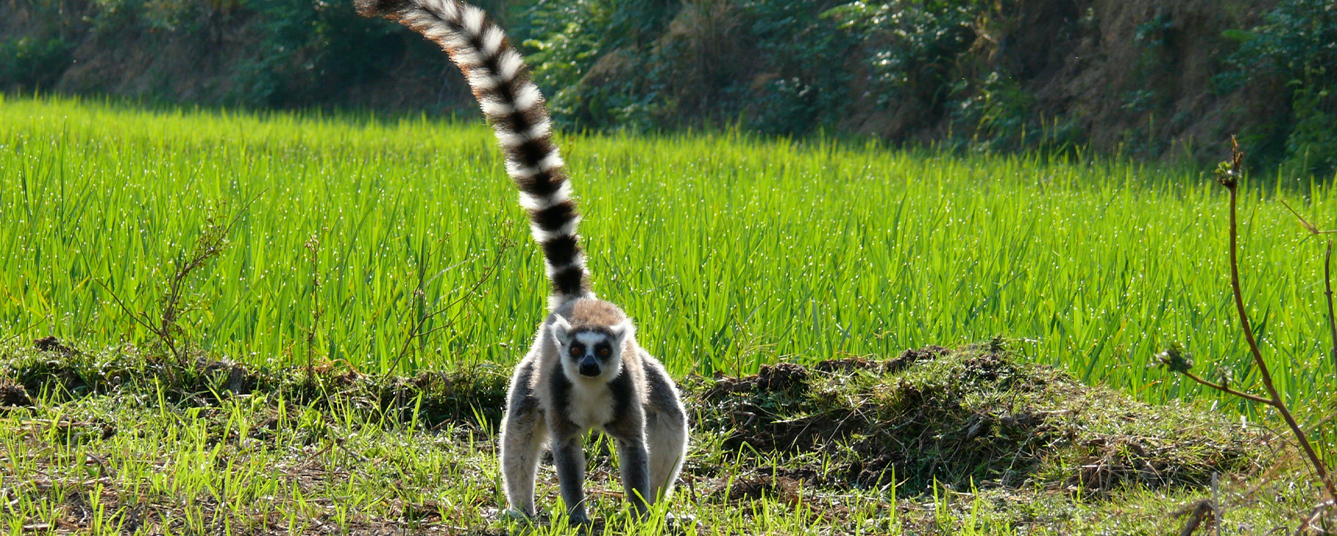 Bikereise in Madagaskar - Lemuren