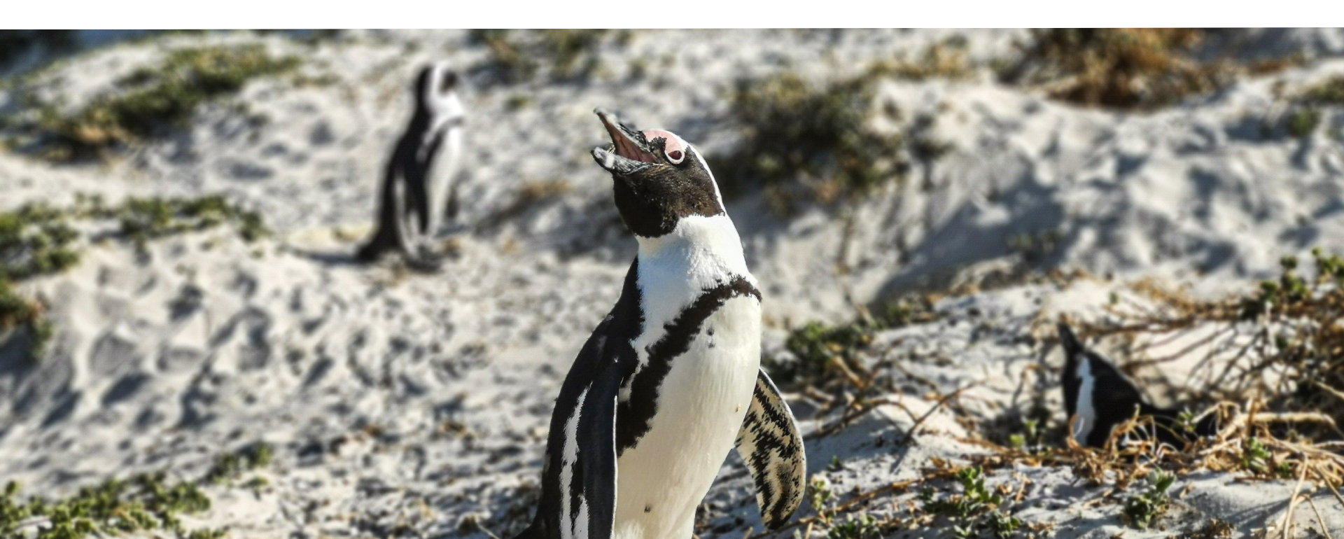 Trail Reise Südafrika Pinguin