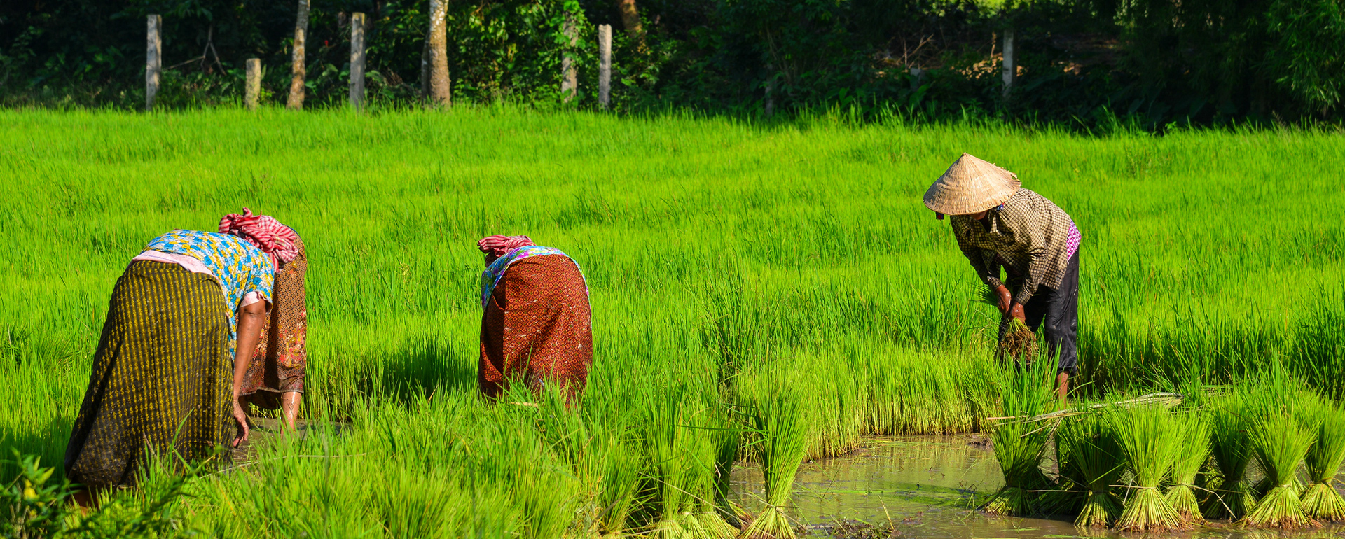 Sattgrüne Reisfelder