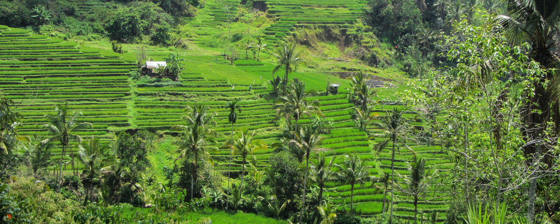 Radreise Bali Reisfelder