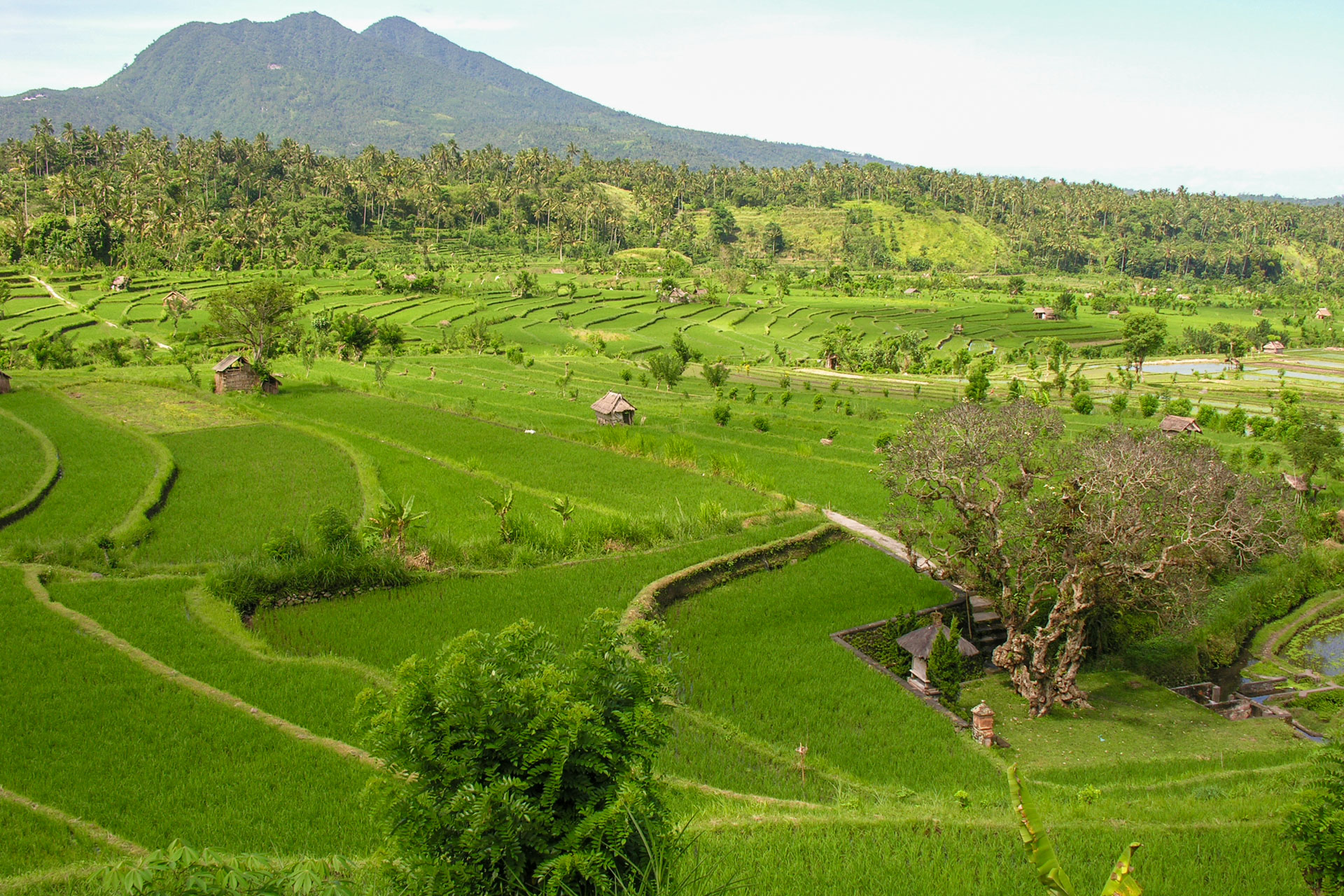 Wunderschöne Reisfelder- und Terrassen auf Bali