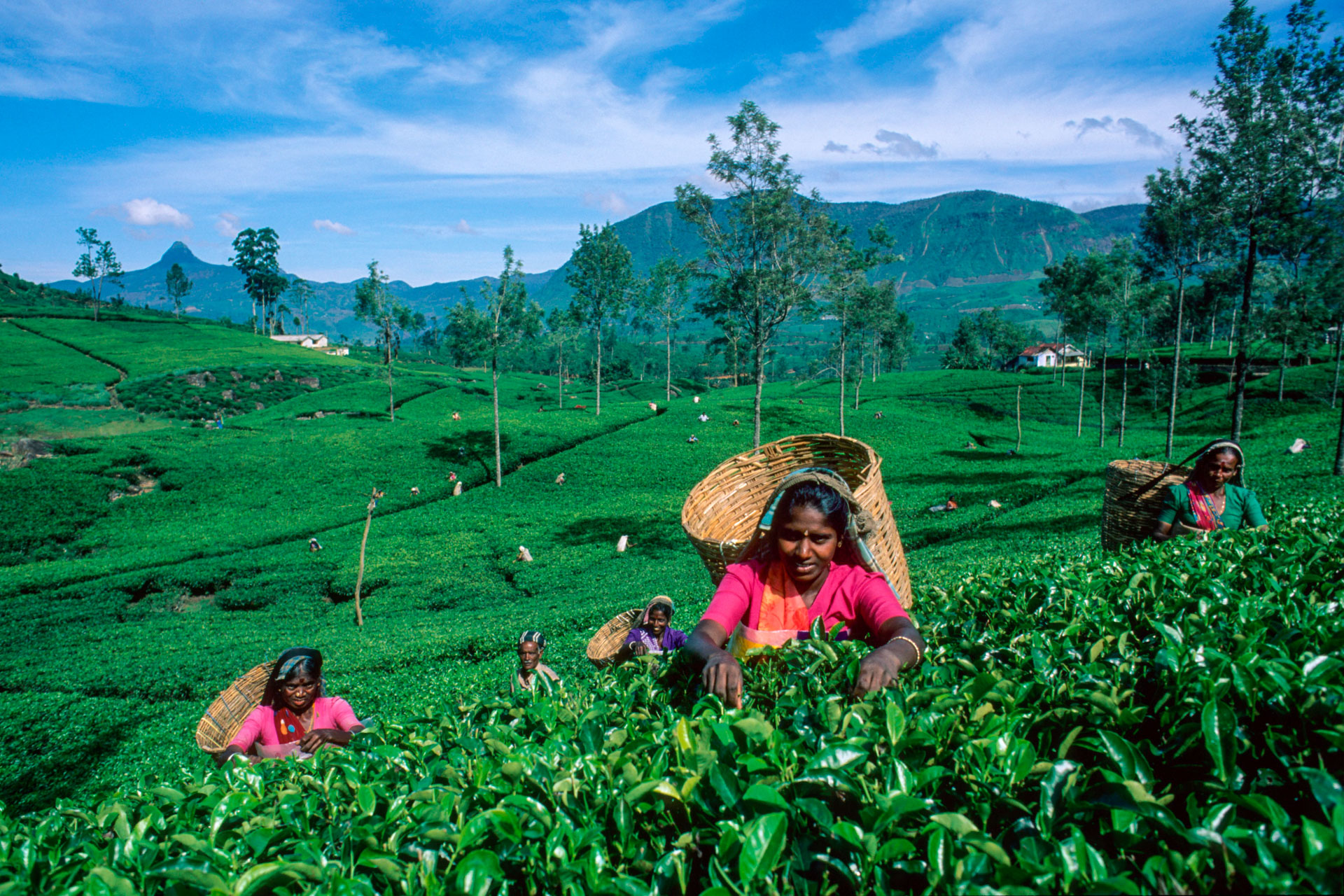 Riesige Teeplantagen beherrschen das Landschaftsbild um Nuwara Elia