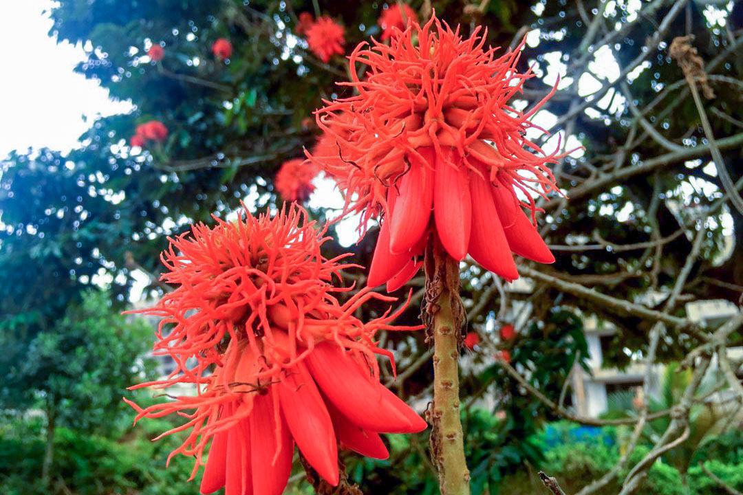 Blumenpracht im Botanischen Garten Entebbe
