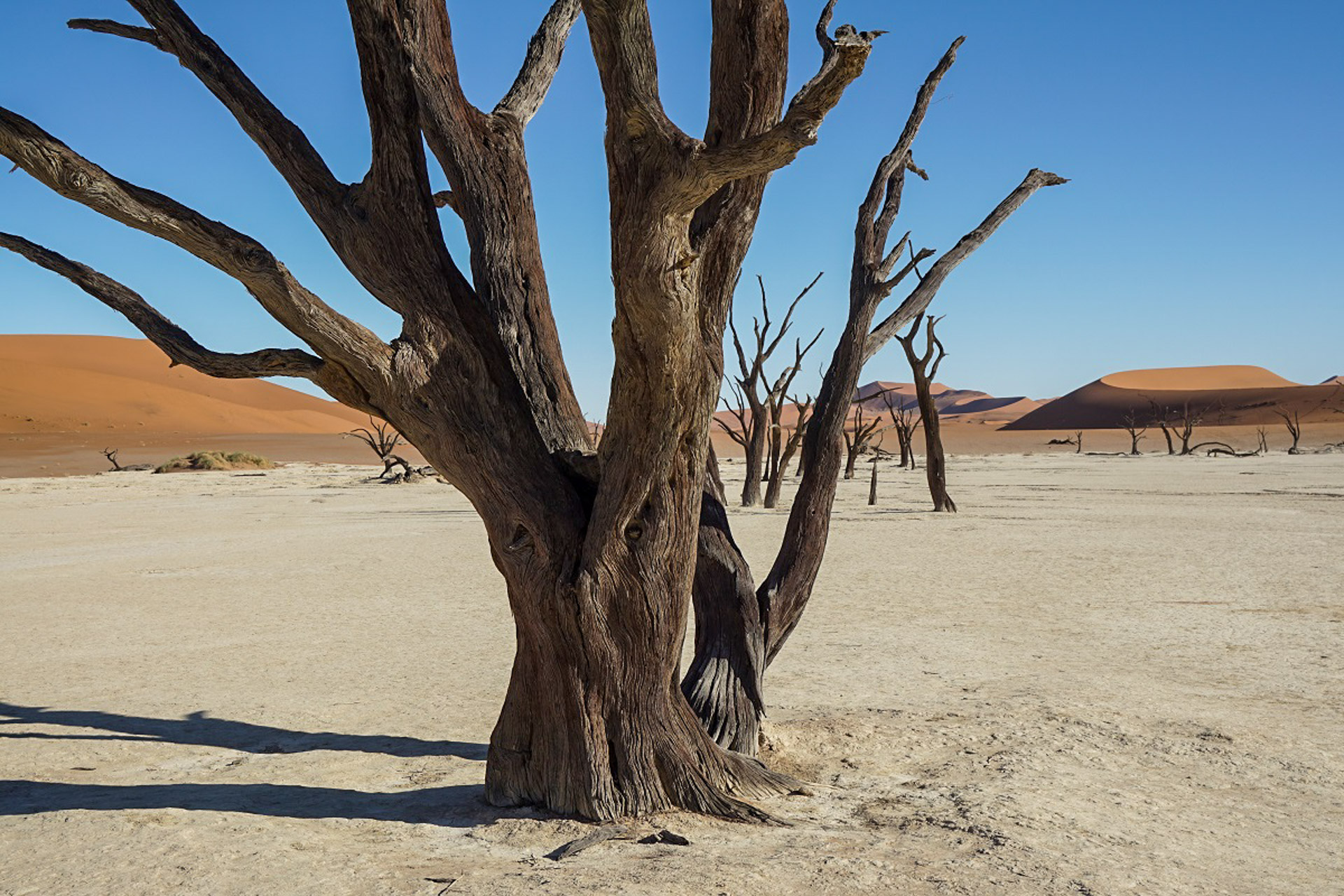 Die Toten Bäume in der Wüste Namibias