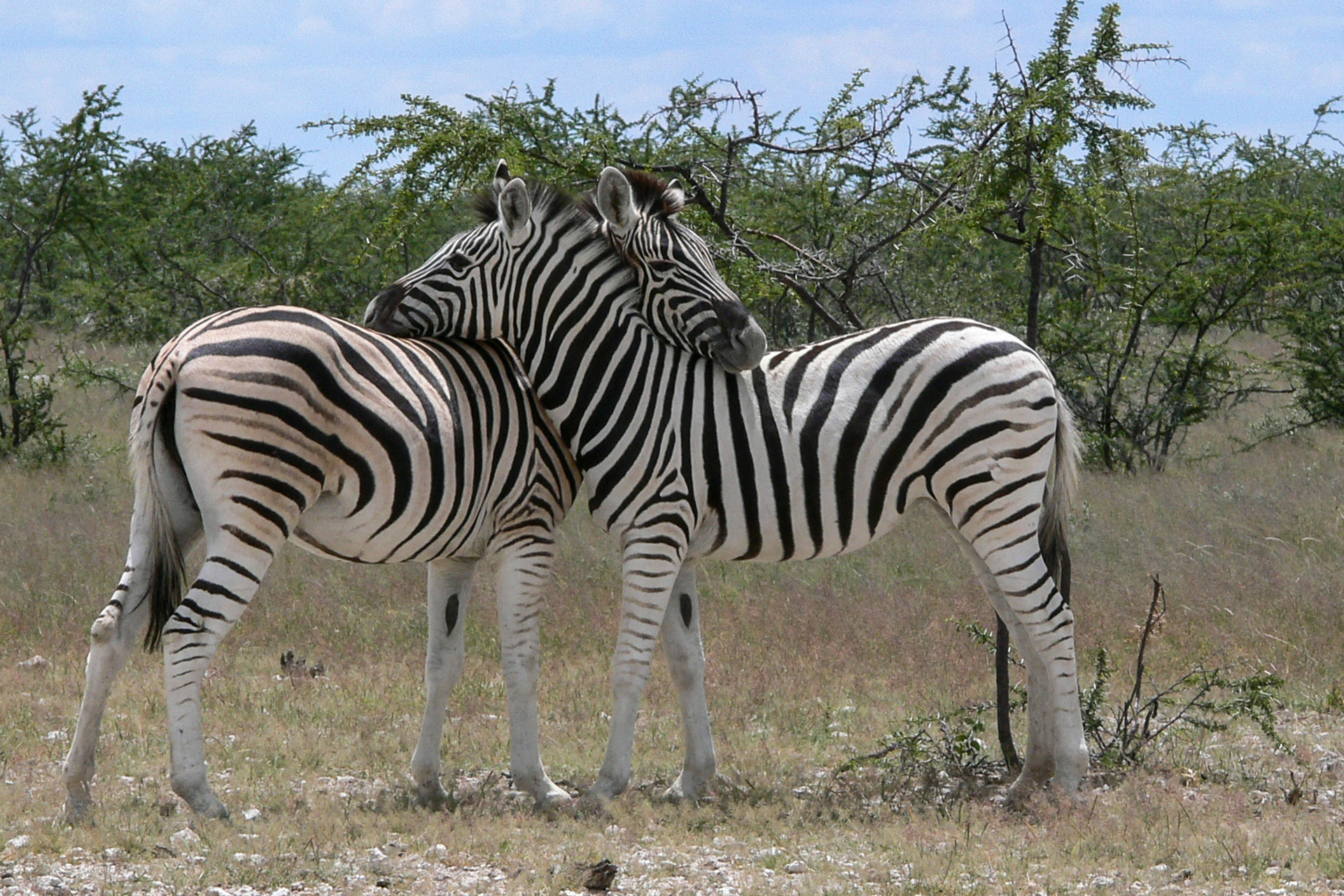 Vorbei an Zebras biken in Namibia