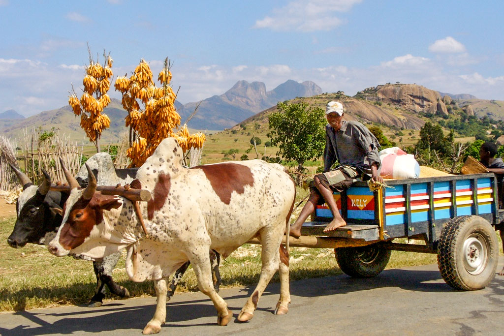 Landwirtschaft in Madagaskar
