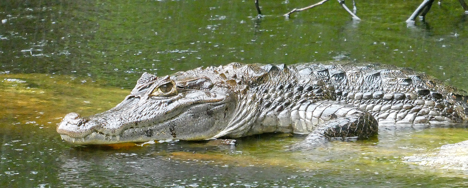 Krokodil oder Alligator?