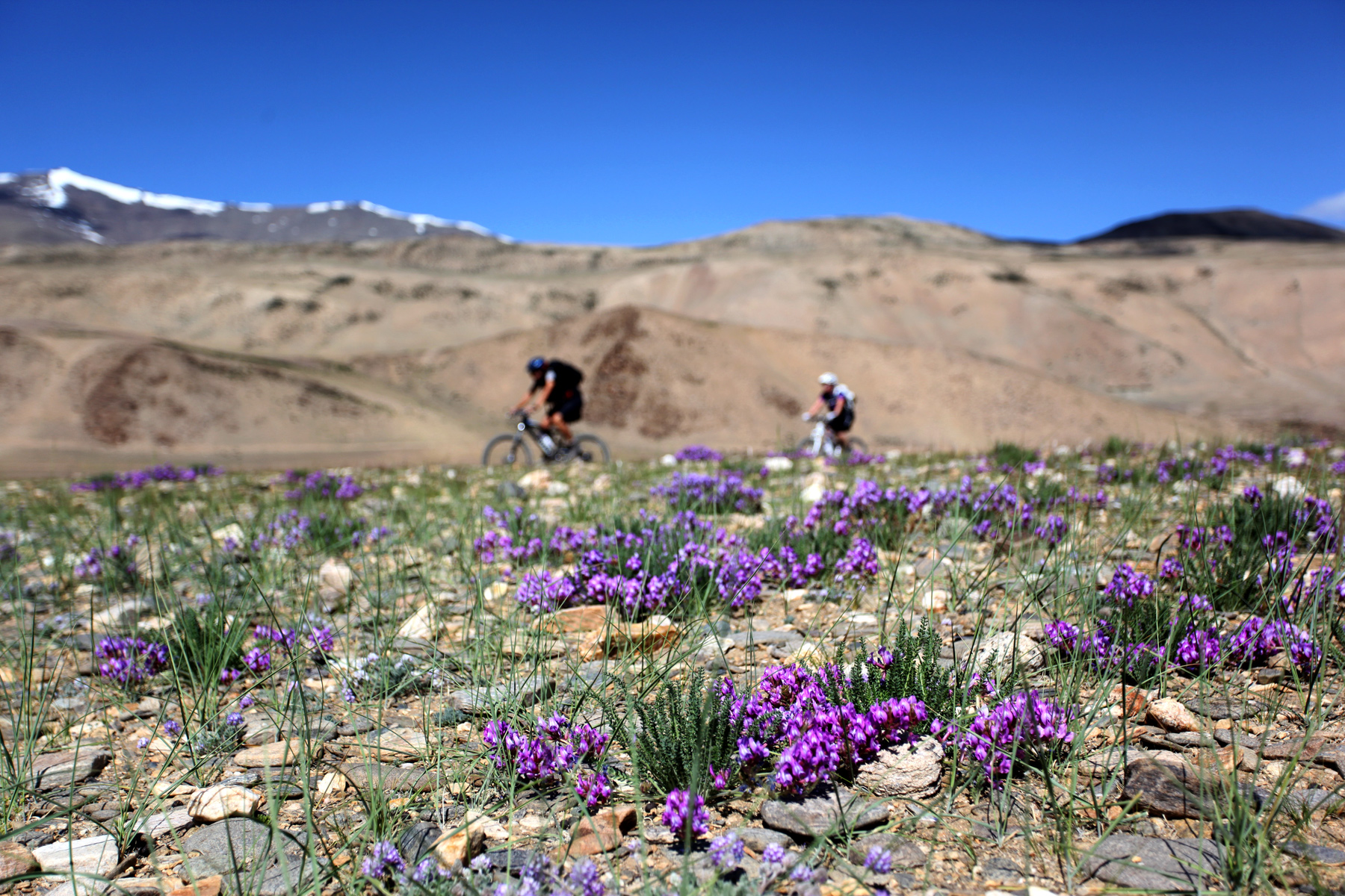 Ladakh Nomadic Trails