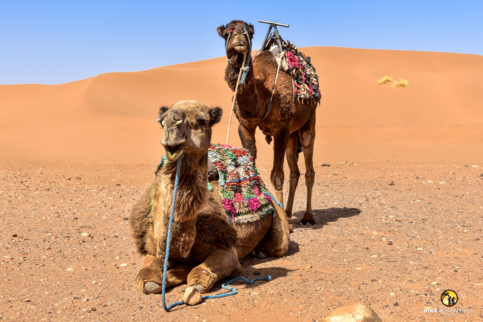 Kamele in der marokkanischen Wüste