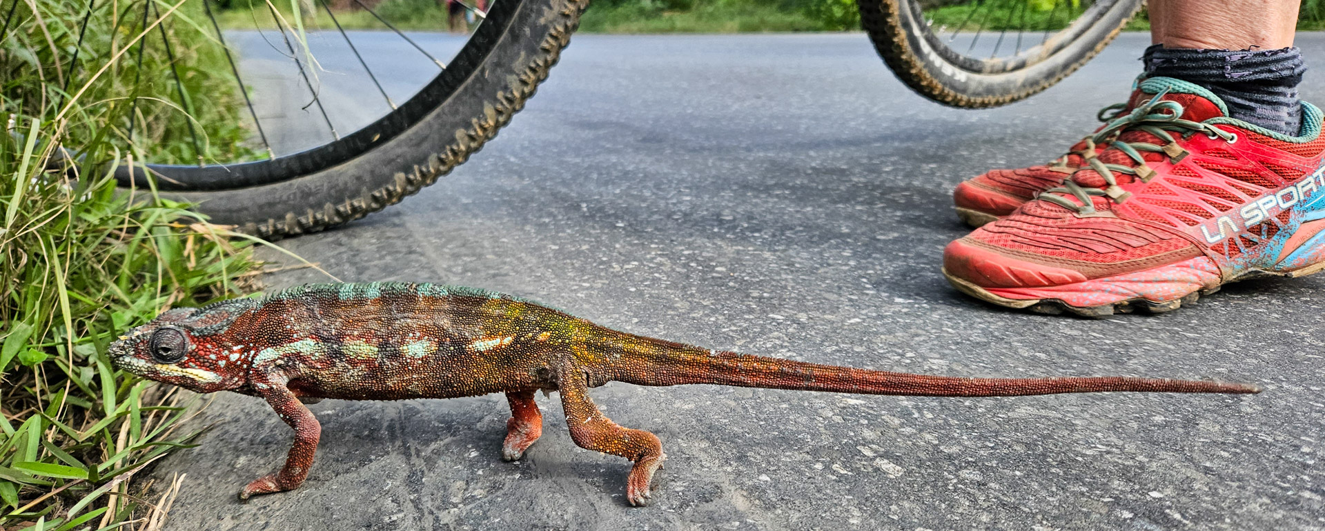 Bikereise in Madagaskars Osten Madagaskar Bikereise Chamäleon